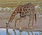 жирафа пить в пруду